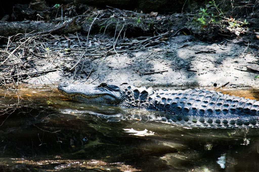 johns island South Carolina, homes in johns island, johns island real estate